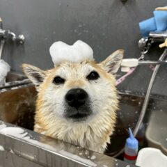ナンバペット美容学院